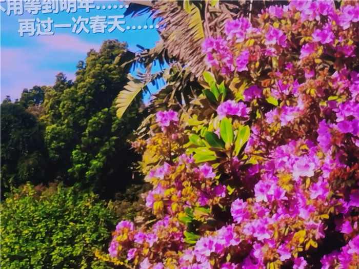 綿陽(yáng)中旅假日旅行社2025年澳洲暨秋季線路品鑒會(huì)